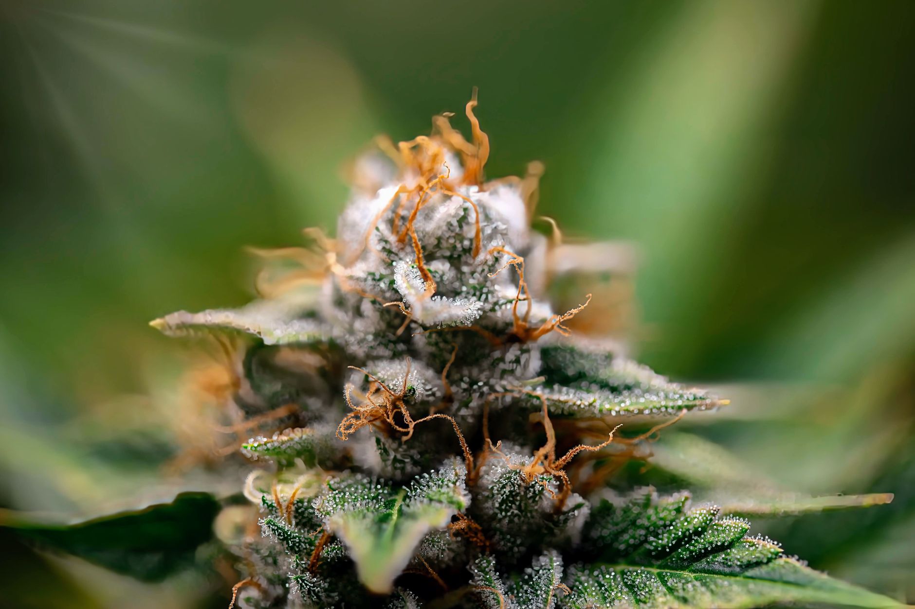 Scientists Found 227 Terpenes in Cannabis. Your Label Lists Three.