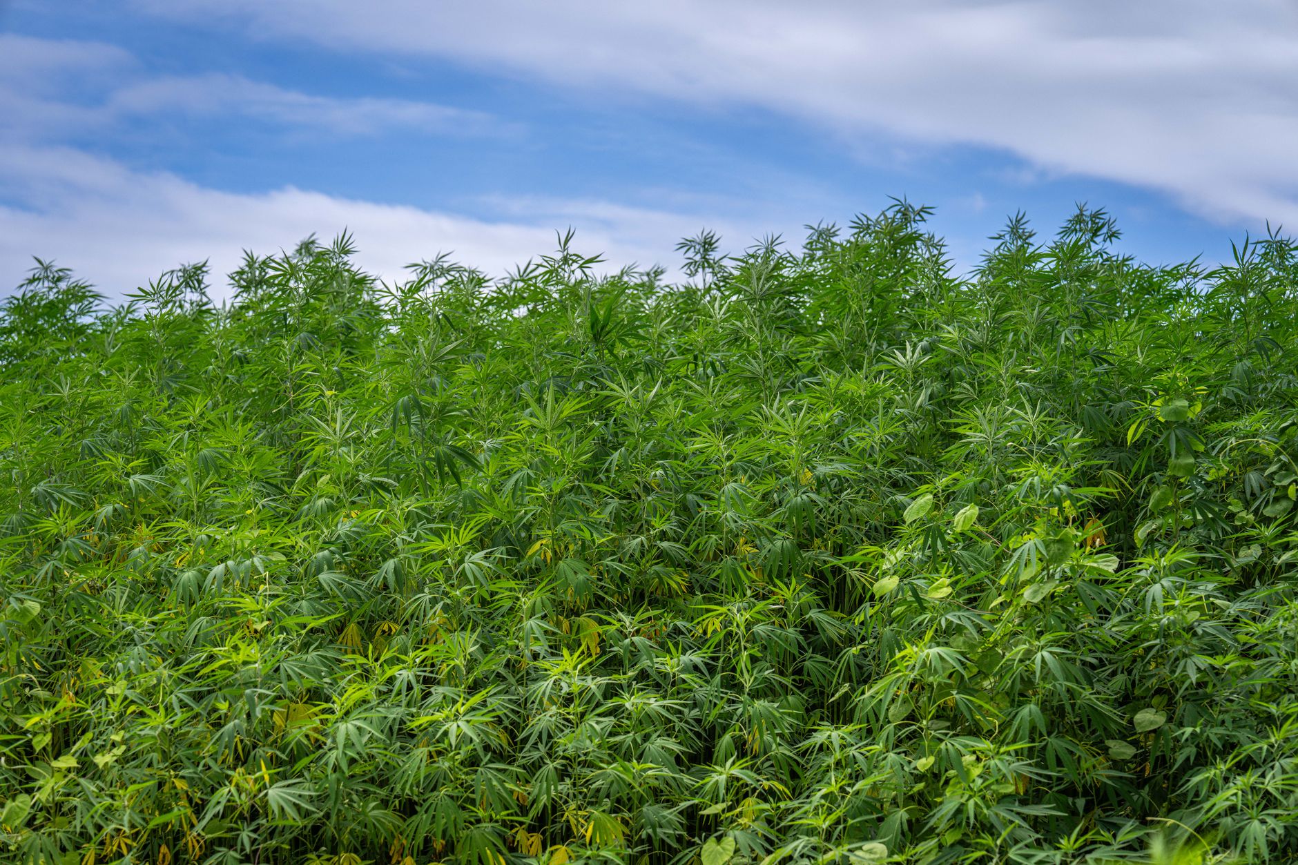 lush green cannabis field under blue sky