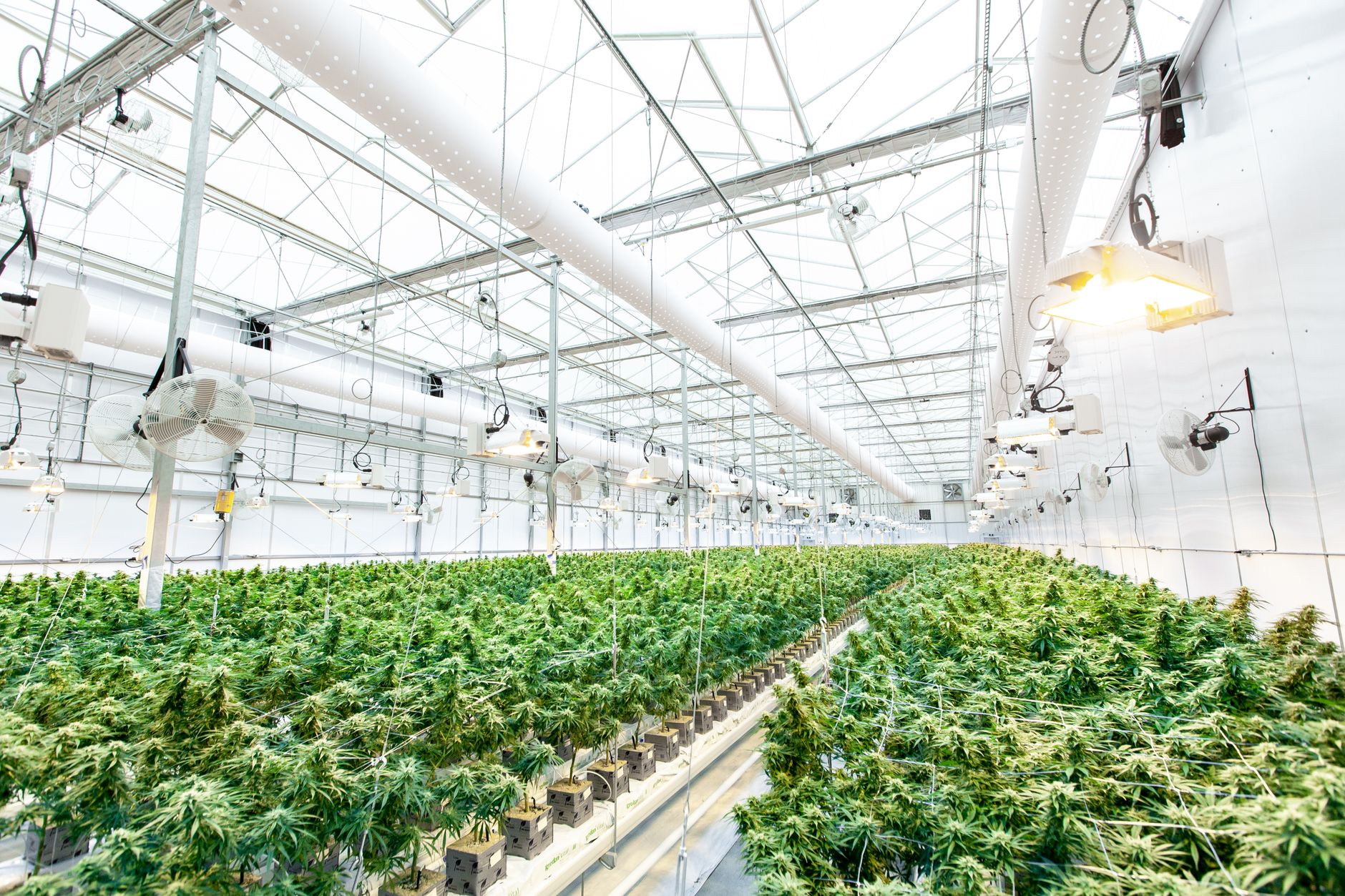 Indica vs. Sativa vs. Hybrid: Do the Labels Matter?